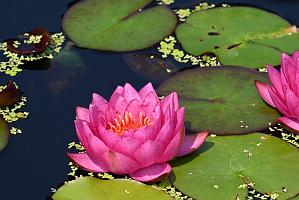 2025-08039877 Tower Hill Botanic Garden, MA